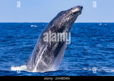 La baleine à bosse se précipitant tête au large de Sydney's plages du nord, Sydney, Australie Banque D'Images