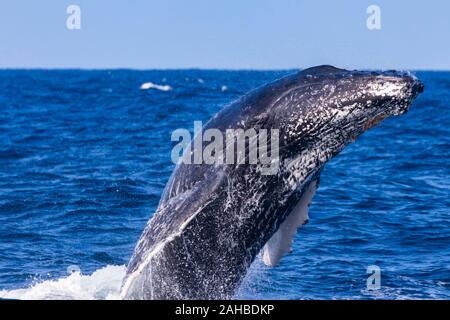 La baleine à bosse se précipitant tête au large de Sydney's plages du nord, Sydney, Australie Banque D'Images