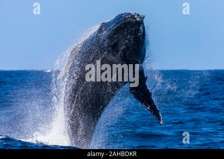 La humpback whale breaching hors de l'eau en tête sur vue, Sydney, Australie Banque D'Images