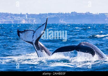 Groupe de baleines à bosse tail slapping et sentiers avec de l'eau plongée profonde Banque D'Images