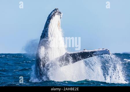 Grand adulte humpback whale breaching et soufflant à travers son évent, Sydney, Australie Banque D'Images