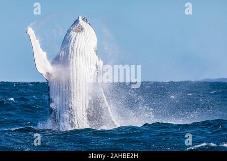 Grand adulte humpback whale breaching, Sydney, Australie Banque D'Images