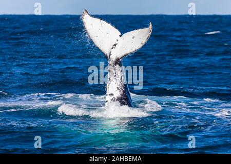 La baleine à bosse queue inversée, Sydney, Australie Banque D'Images
