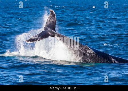 La queue de baleine à bosse jeter/pédoncule slap, Sydney, Australie Banque D'Images