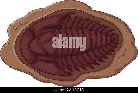 Illustration de fossiles de trilobites sur fond blanc Illustration de Vecteur