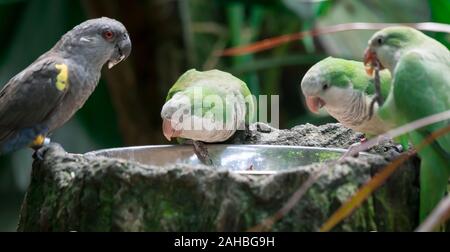 Troupeau de perruche moine (Myiopsitta monachus), également connu sous le nom de la Quaker parrot en mangeant Banque D'Images