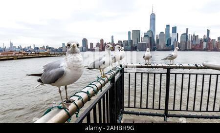 New York, États-Unis, 27 décembre 2019. Mouettes à côté de la rivière Hudson à l'horizon de Manhattan à New York City. Credit : Enrique Shore/Alamy Banque D'Images