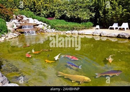 Pelouse avec pacifique poisson koi japonais en elle. Petit jardin privé en France Banque D'Images