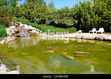 Pelouse avec pacifique poisson koi japonais en elle. Petit jardin privé en France Banque D'Images