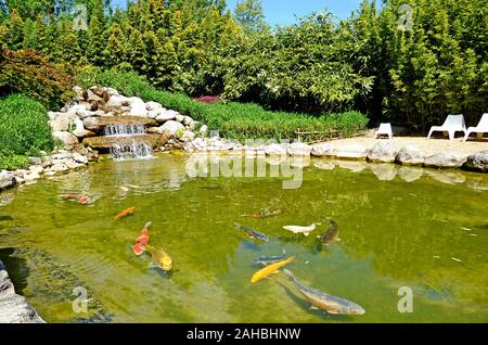 Pelouse avec pacifique poisson koi japonais en elle. Petit jardin privé en France Banque D'Images