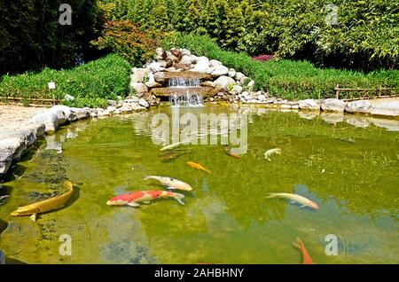 Pelouse avec pacifique poisson koi japonais en elle. Petit jardin privé en France Banque D'Images