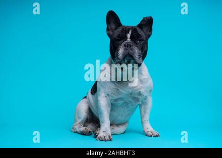 Beau Bouledogue Français assis looking at camera sur fond bleu. Un espace réservé au texte Banque D'Images