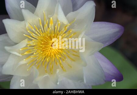 GROS PLAN DU CENTRE JAUNE D'UN NÉPHELYS PUR ET BLANC (NYMPHAEA). Banque D'Images
