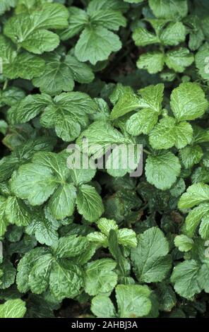 De PRÈS DE L'HERB BENNET (Geum urbanum) également connu sous le nom, benoîte benoîte officinale ou ST. BENEDICT'S HERB. Banque D'Images