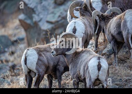 Ram le mouflon d'Amérique (Ovis canadensis) Colorado, USA 2019 Banque D'Images