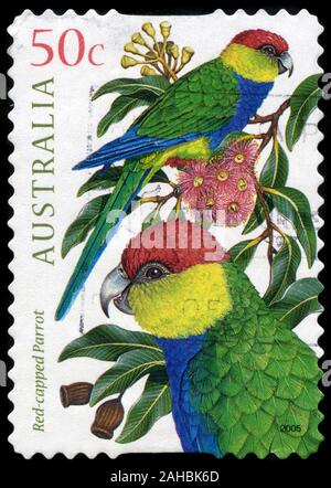 Red-capped Parrot (Purpureicephalus spurius) Banque D'Images