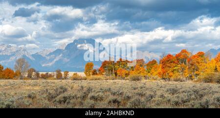 Feuillage de l'automne dans le Grand Tetons National Park, Wyoming Banque D'Images