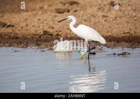 Aigrette garzette (Egretta garzetta) de nourriture dans l'eau sale avec un sac en plastique et autres déchets, en Namibie Banque D'Images