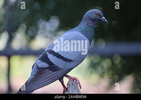 Pigeon de se percher sur une branche en face d'un fond coloré. Banque D'Images