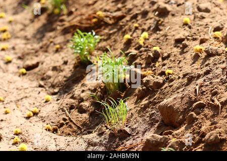 Le fenouil plante en lit de jardin. Fenouil, Foeniculum vulgare annuel azoricum. Florence ou bulbing de fenouil. Arrière-plan de jardinage, Close up Banque D'Images