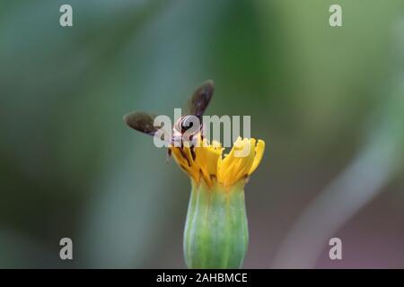 Abeille à miel couvert de pollen jaune recueillir le nectar des fleurs de souci. Banque D'Images