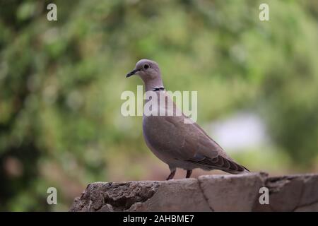 Colombe (Pigeon) sur les roches de surface.La tourterelle triste est membre de la famille des Columbidae Tourterelle,. belle colombe sur le terrain. rajasthan Banque D'Images