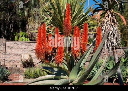 Sydney, Australie, la floraison des plantes d'aloès red hot poker in garden Banque D'Images