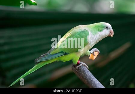 Perruche moine (Myiopsitta monachus), également connu sous le nom de la Quaker parrot assis sur une branche Banque D'Images