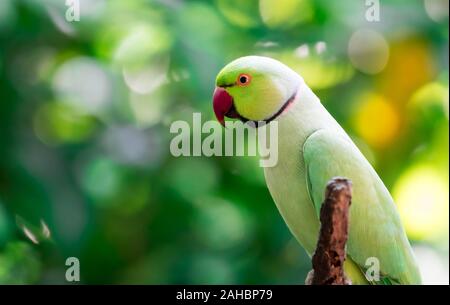 Un héron pourpré, Psittacula krameri, également connu sous le nom de perruche à collier Banque D'Images
