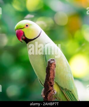 Un héron pourpré, Psittacula krameri, également connu sous le nom de perruche à collier Banque D'Images
