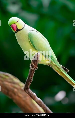 Un héron pourpré, Psittacula krameri, également connu sous le nom de perruche à collier Banque D'Images