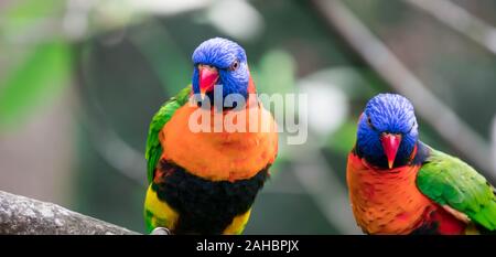 Un arc-en-ciel Lorikeet ont très plumage coloré. La tête est bleu profond avec une couleur vert-jaune, le col de nuchal les ailes, le dos et la queue sont d'un vert profond, et le Banque D'Images