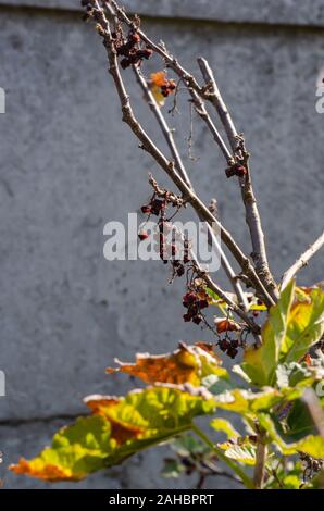 Libre de baies séchées de groseille (Ribes rubrum) sur les branches. Dégrafée récolte dans le jardin. Focus Point. arrangement vertical d'une photo. Banque D'Images