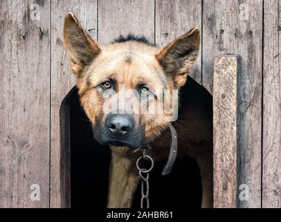 Portrait d'un berger allemand sur une chaîne dans une niche en bois close up Banque D'Images