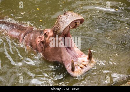Hippopotamus flottant dans l'eau au cours de la journée d'été. Banque D'Images