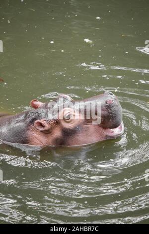 Hippopotamus flottant dans l'eau au cours de la journée d'été. Banque D'Images
