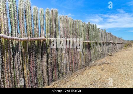 Cactus plantés dans une longue rangée comme haie ou clôture sur Bonaire Banque D'Images