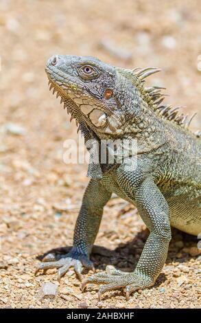 Close up iguane vert, tête et pattes de devant sur le gravier Banque D'Images