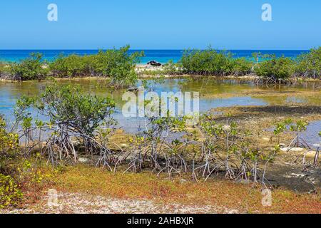 Paysage avec des plantes des mangroves à l'île de Bonaire Banque D'Images