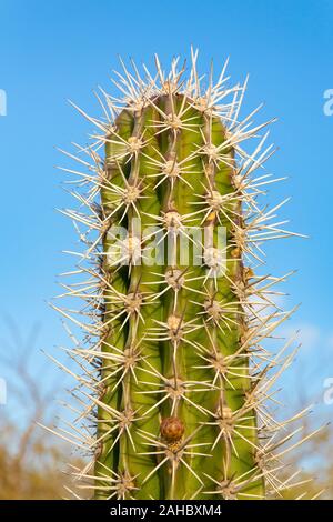 Haut de cactus avec de nombreuses épines épineux et ciel bleu Banque D'Images