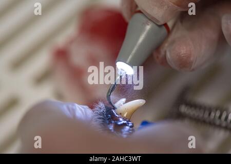 Dentiste nettoie les dents d'un chien avec de l'appareil à ultrasons. Nettoyer les dents blanches dans l'animal Banque D'Images