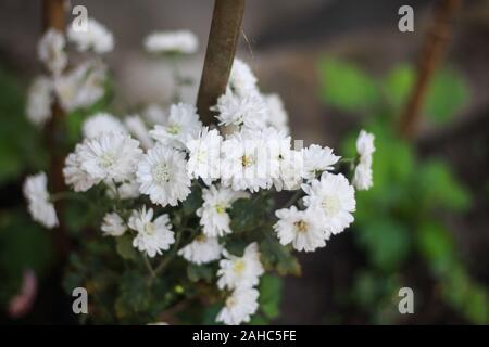 Photo fleur de chrysanthème au Bangladesh Banque D'Images