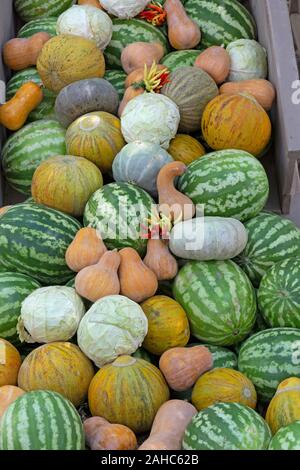 Pastèques à un festival célébrant l'Ouzbek et national de la cuisine russe, la cuisine, et boire, dans le centre de Tachkent, Ouzbékistan. Banque D'Images