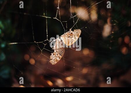 Un papillon brun a bloqué sur le spider web Banque D'Images