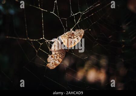 Un papillon brun a bloqué sur le spider web Banque D'Images