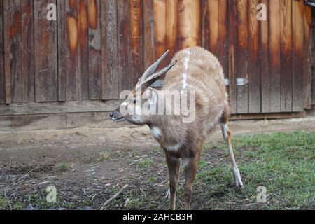 Deux gazelles à boire et manger dans le zoo Banque D'Images