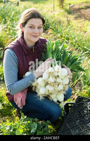 Cheerful woman Farmer harvesting oignon vert frais dans plantation Banque D'Images