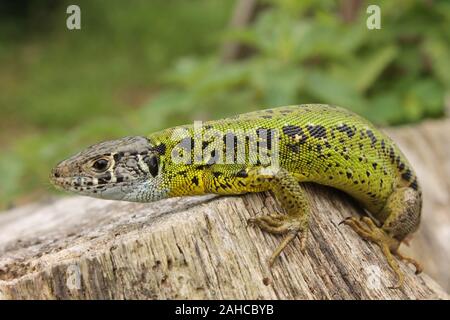 Un jeune lézard émeraude ibérique (Lacerta schreiberi) est une espèce de lézard de la famille des Lacertidae. L'espèce est endémique à la péninsule ibérique. Banque D'Images