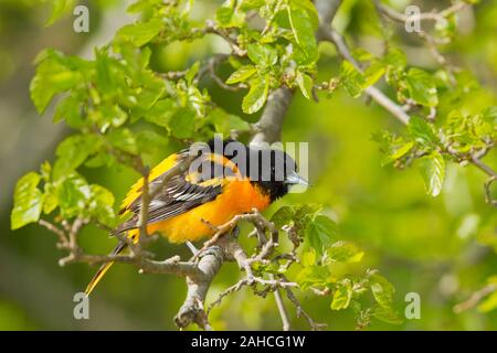 L'Oriole de Baltimore (Icterus galbula) mâle en plumage nuptial, Banque D'Images