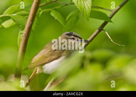 Viréo aux yeux rouges (Vireo olivaceus) Banque D'Images